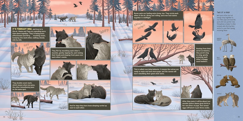 Sample content 2_What Goes on inside a Wolf Pack