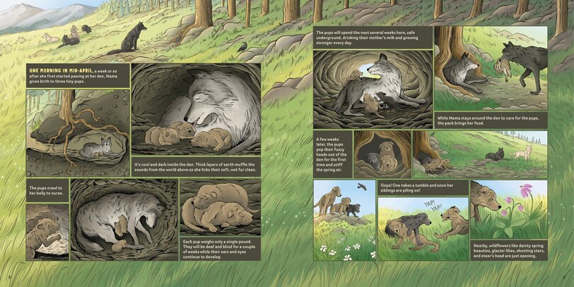 Sample content 4_What Goes on inside a Wolf Pack