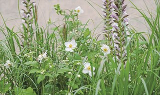 Sample content 3_What Grows Together