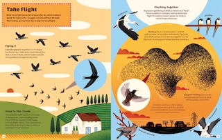Sample content 2_What Makes a Bird?: An Illustrated Guide to the Bird World