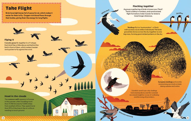 Sample content 2_What Makes a Bird?: An Illustrated Guide to the Bird World