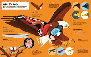 Sample content 4_What Makes a Bird?: An Illustrated Guide to the Bird World