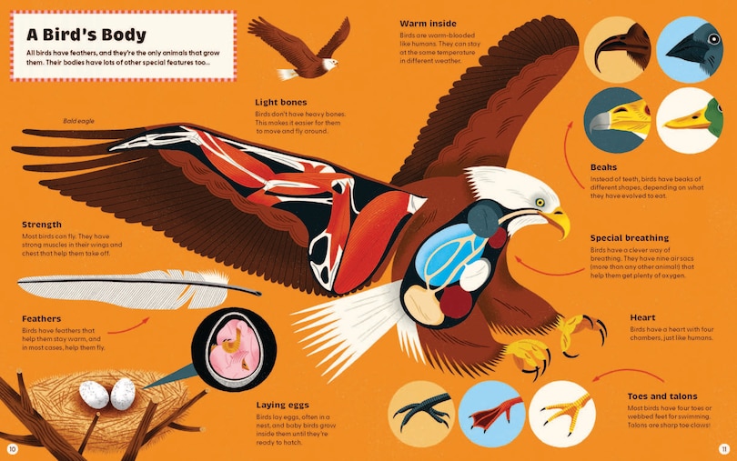 Sample content 4_What Makes a Bird?: An Illustrated Guide to the Bird World