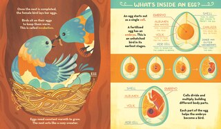 Aperçu du contenu 2_What's Inside A Bird's Nest?