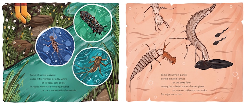 Aper&ccedil;u du contenu 2_When You See Us: The Mysterious World of Aquatic Insects