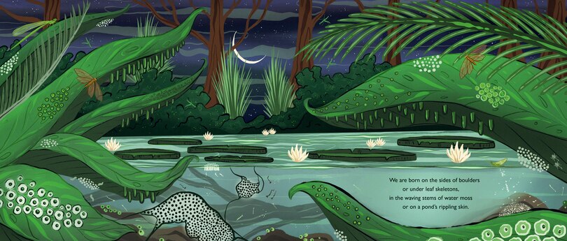 Aper&ccedil;u du contenu 3_When You See Us: The Mysterious World of Aquatic Insects