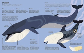Sample content 4_Wild About Whales