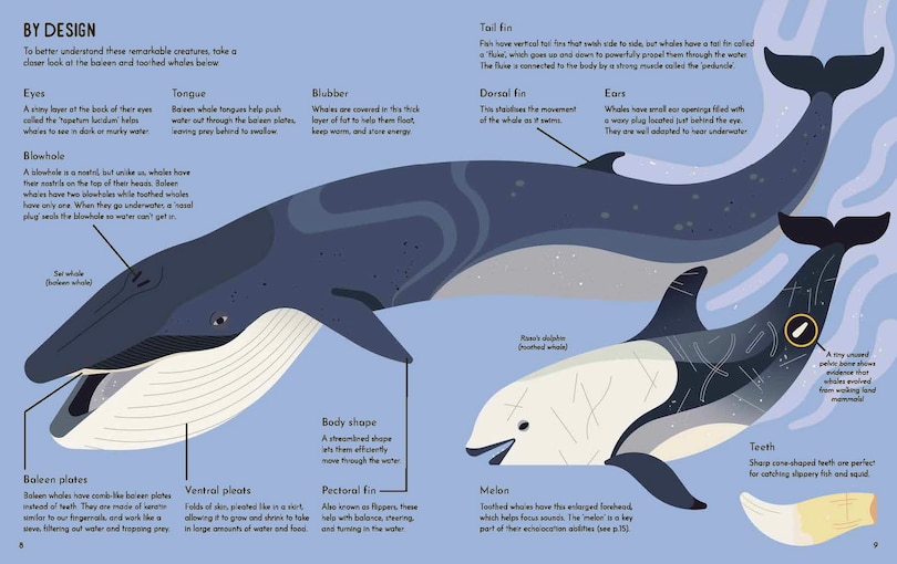 Sample content 4_Wild About Whales