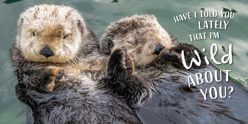 Aper&ccedil;u du contenu 3_Wild About You