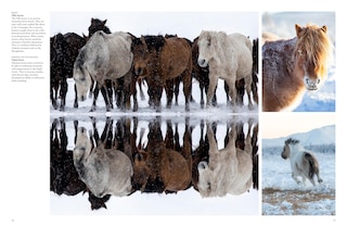 Sample content_Wild Horses