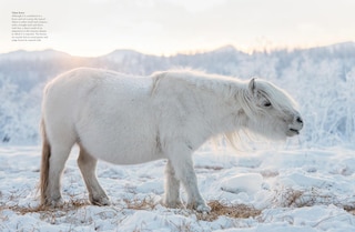 Sample content 2_Wild Horses