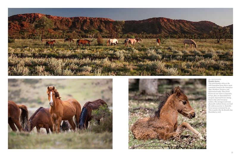 Sample content 3_Wild Horses