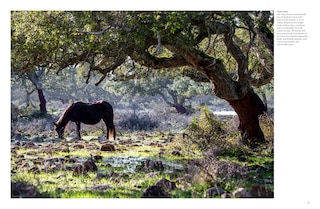 Sample content 4_Wild Horses