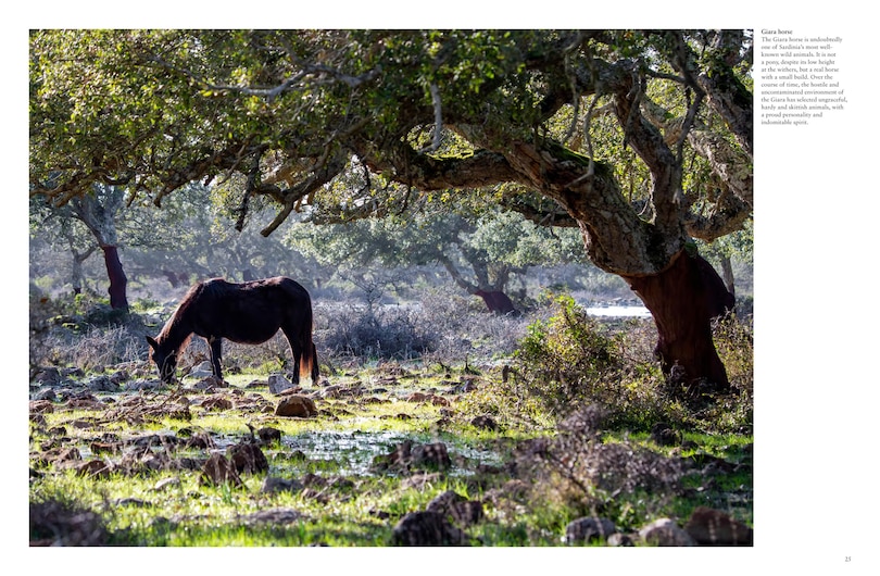 Sample content 4_Wild Horses