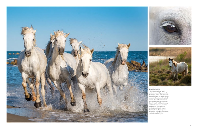 Sample content 5_Wild Horses