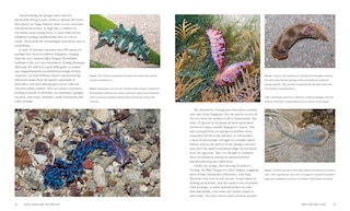 Aper&ccedil;u du contenu 3_Wild Singapore