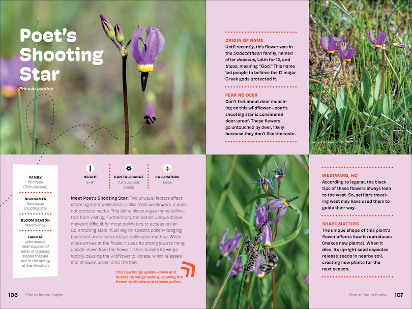 Sample content 2_Wildflowers of the Pacific Northwest For Kids