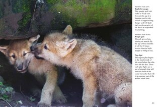 Aperçu du contenu 5_Wolves