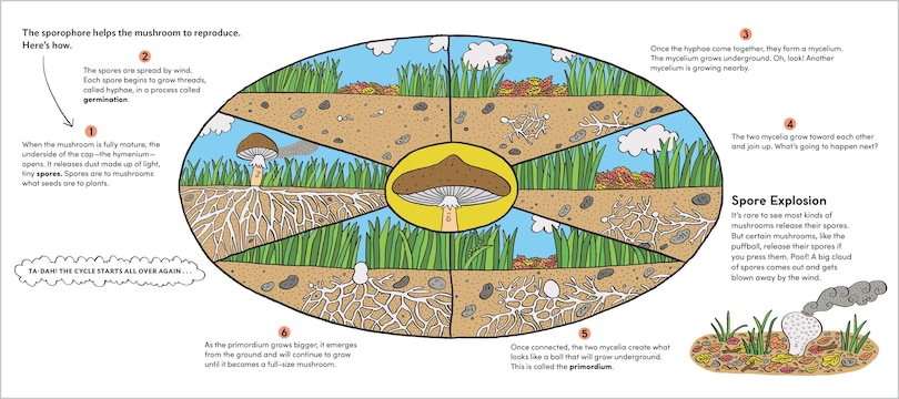 Sample content 3_World of Mushrooms