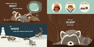 Sample content_You Are a Raccoon!