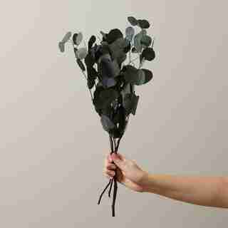 NATURAL DRIED EUCALYPTUS POPULUS BOUQUET