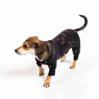 Dog Onesie, Solar Double X-Large