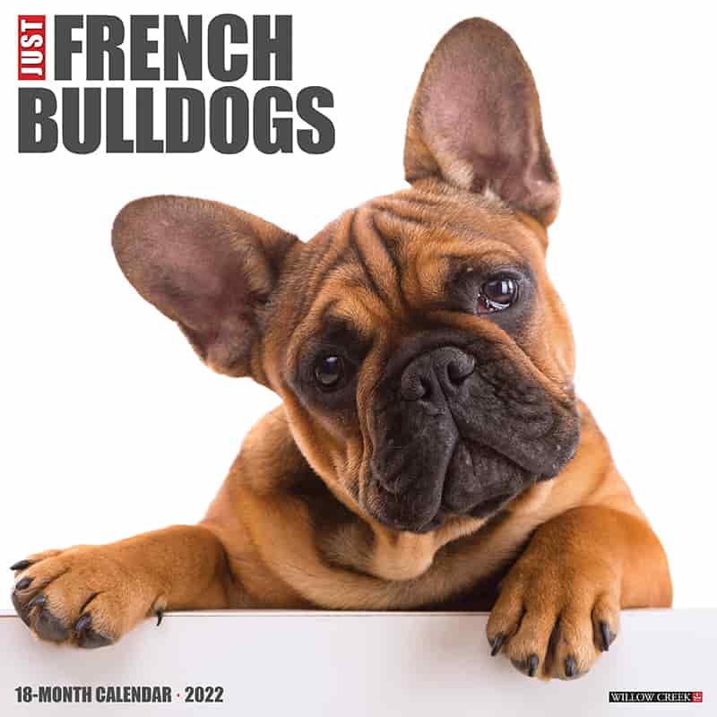 Bulldog Schedule 2022 French Bulldogs 2022 Wall Calendar By Willow Creek Press | Gifts |  Www.chapters.indigo.ca