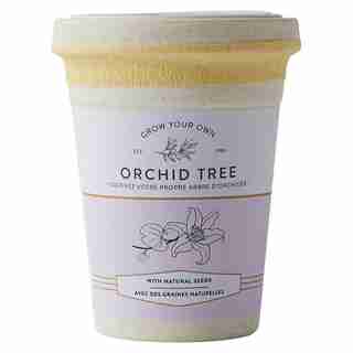 ECOPOT ORCHID TREE GROW KIT