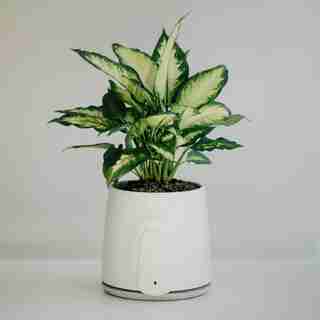 Natural Air Purifier NATEDE SMART with Air Quality sensors & remote control through free App VITESY HUB