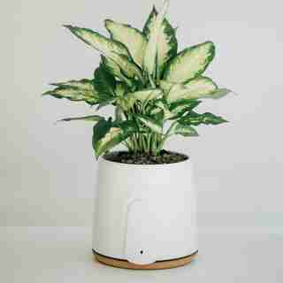Natural Air Purifier NATEDE BASIC with washable Photocatalytic filter