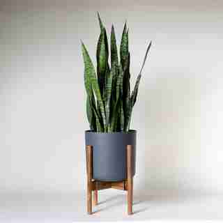 Live Snake Plant in Grey Wind with Foli Stand