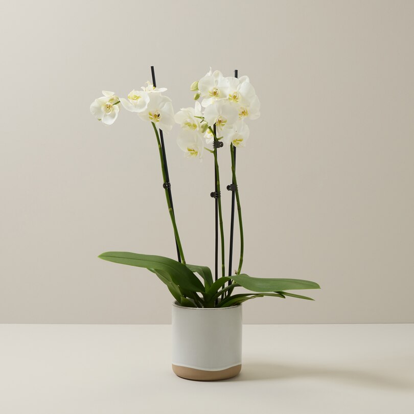 ORCHIDÉE PHALAENOPSIS (12,5 cm) image number 2