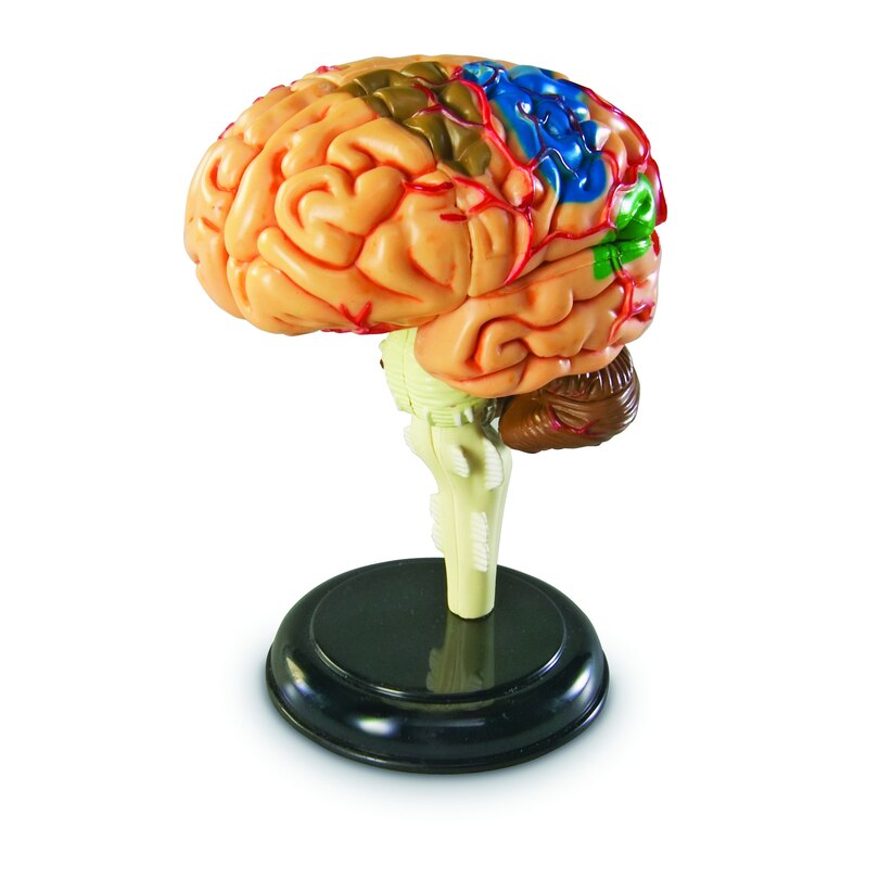 Modèle d'Anatomie Du Cerveau image number 0