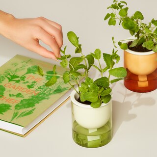 Glass Hydro Grow Kit image number 2