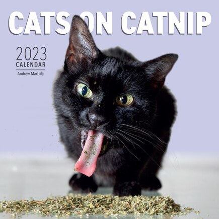 2023 Cats On Catnip Wall Calendar
