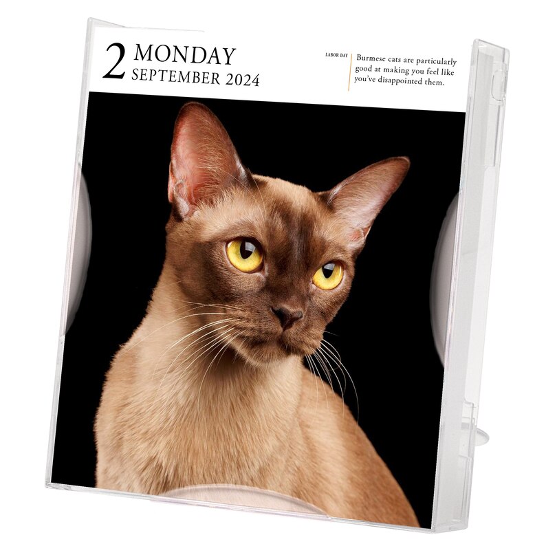 Cat Page-a-day Gallery Calendar 2024 image number 1