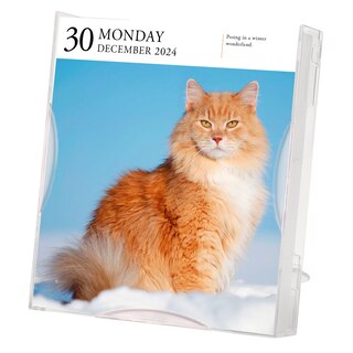 Cat Page-a-day Gallery Calendar 2024 image number 2
